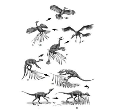 L'évolution du vol des oiseaux